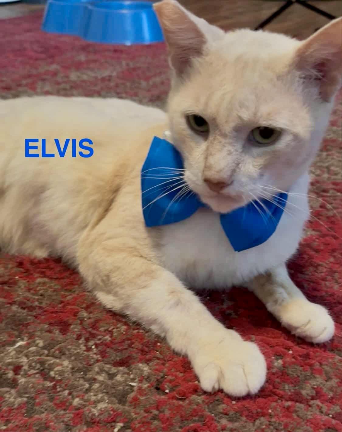 Enlarge Elvis (love me tender, love me true), a Adoptable Domestic Short Hair in Sugar Land, TX image 2/4