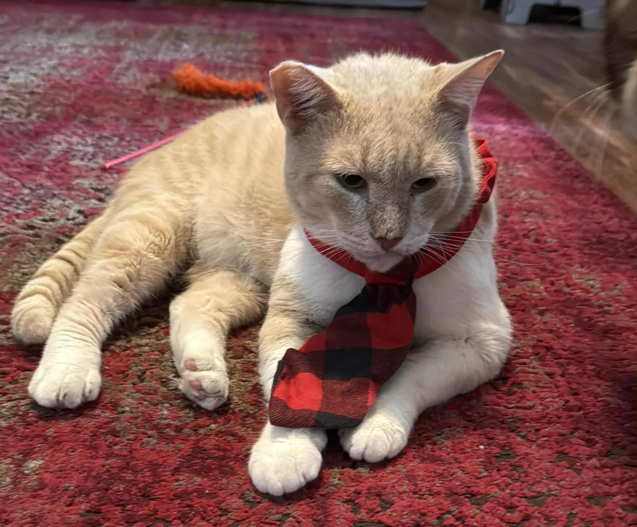 Enlarge Elvis (love me tender, love me true), a Adoptable Domestic Short Hair in Sugar Land, TX image 4/4