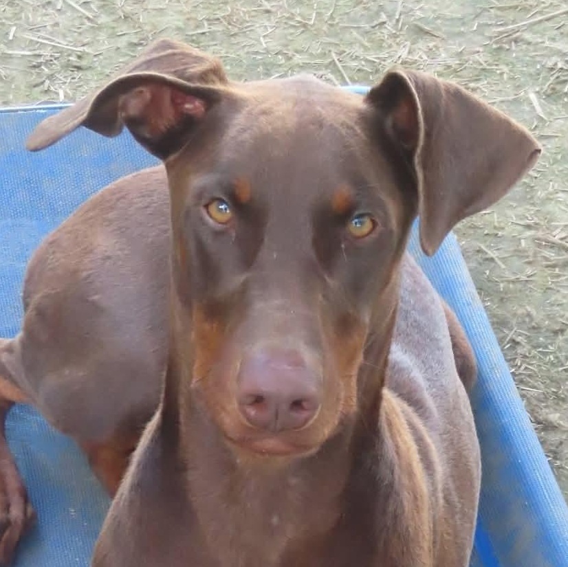 Bella thumbnail 2