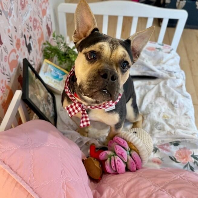 Otto Teddy the Fun Sized Frenchie