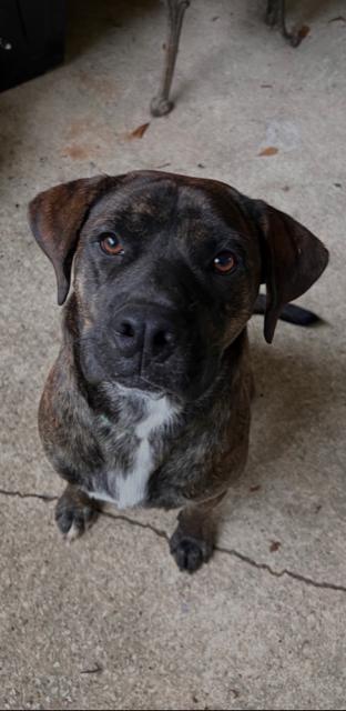 Enlarge Rex (2023), a Adoptable Mixed Breed in Mobile, AL image 1/3