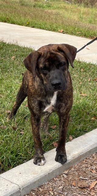 Enlarge Rex (2023), a Adoptable Mixed Breed in Mobile, AL image 2/3