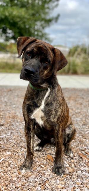 Enlarge Rex (2023), a Adoptable Mixed Breed in Mobile, AL image 3/3