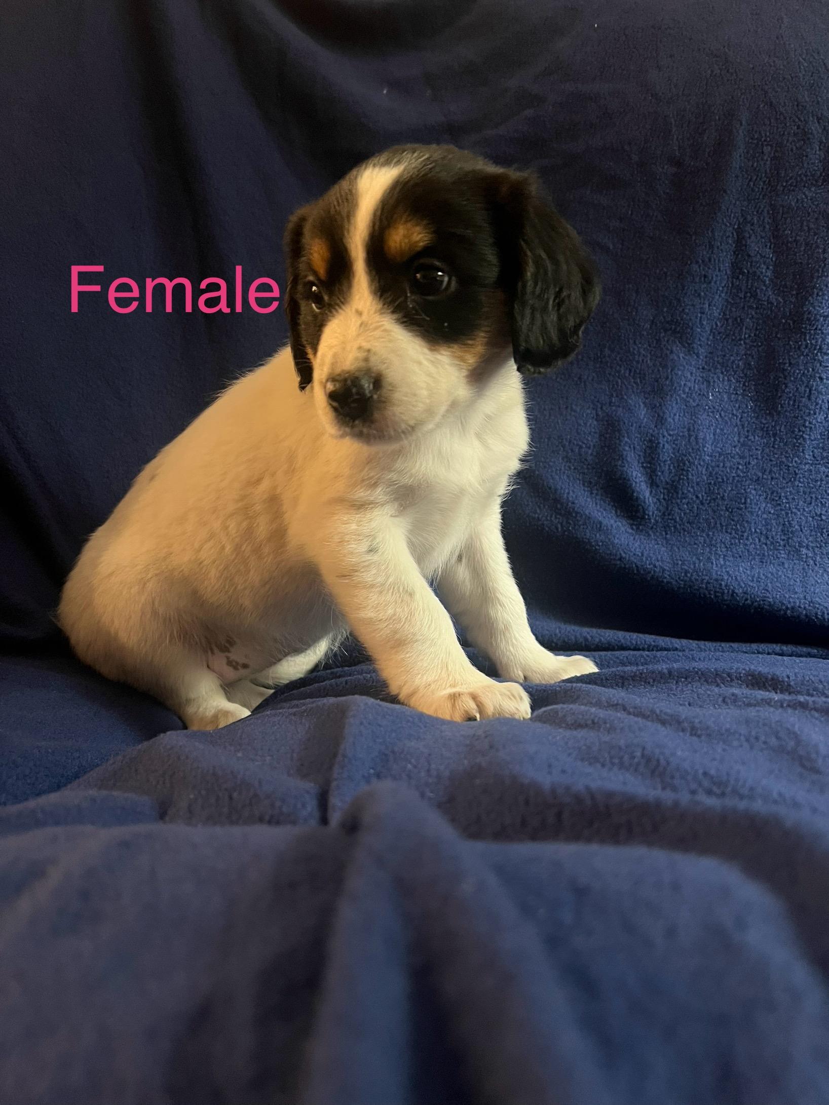 Enlarge Ice cream, a ADOPTABLE mixed breed in Davisburg, MI image 1/1