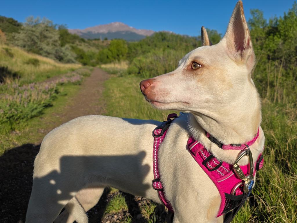 Edda, a Adoptable mixed breed in Fort Lupton, CO image 1/4