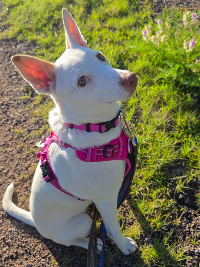 Edda, a Adoptable mixed breed in Fort Lupton, CO image 2/4