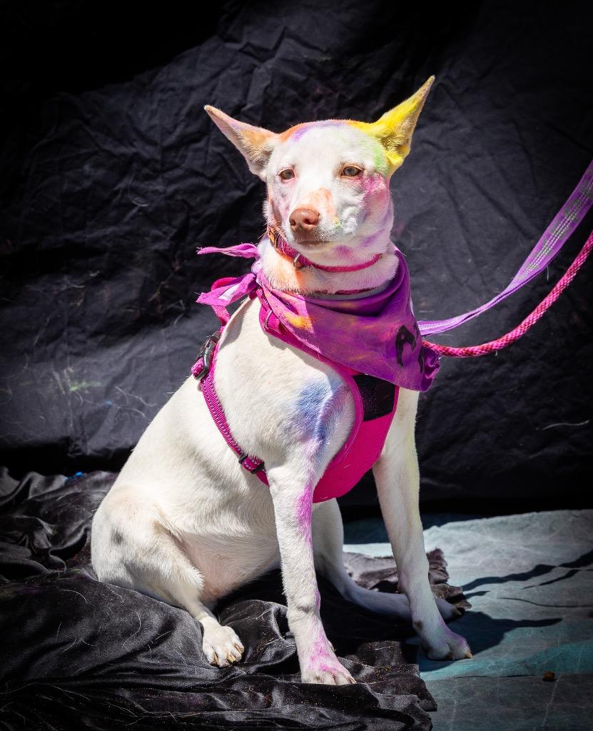Edda, a Adoptable mixed breed in Fort Lupton, CO image 3/5