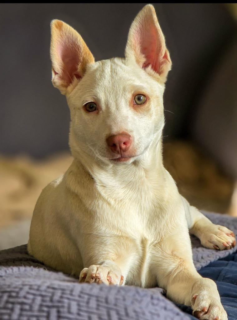 Enlarge Edda, a Adoptable Australian Cattle Dog / Blue Heeler in Fort Lupton, CO image 1/3