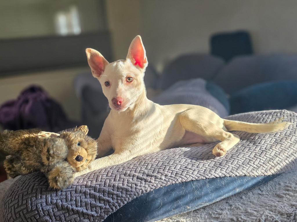 Enlarge Edda, a Adoptable Australian Cattle Dog / Blue Heeler in Fort Lupton, CO image 2/3