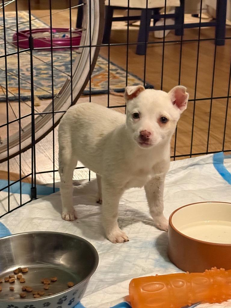 Enlarge Edda, a Adoptable Australian Cattle Dog / Blue Heeler in Fort Lupton, CO image 3/3