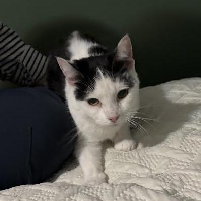 Jaja, Adoptable, Adult Female Domestic Short Hair.