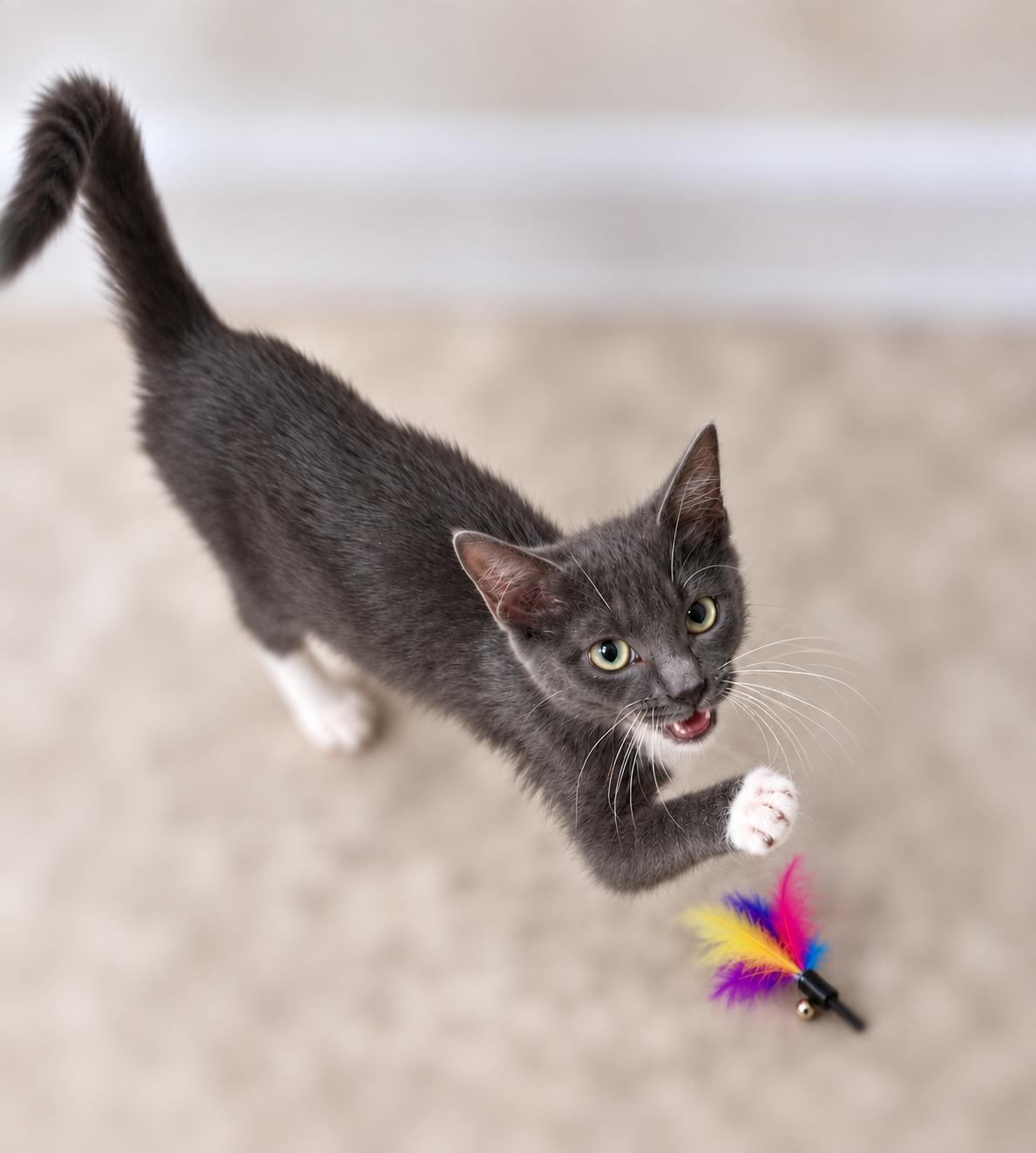 Enlarge Tootsie, a Adoptable Domestic Medium Hair in Fresno, CA image 2/2