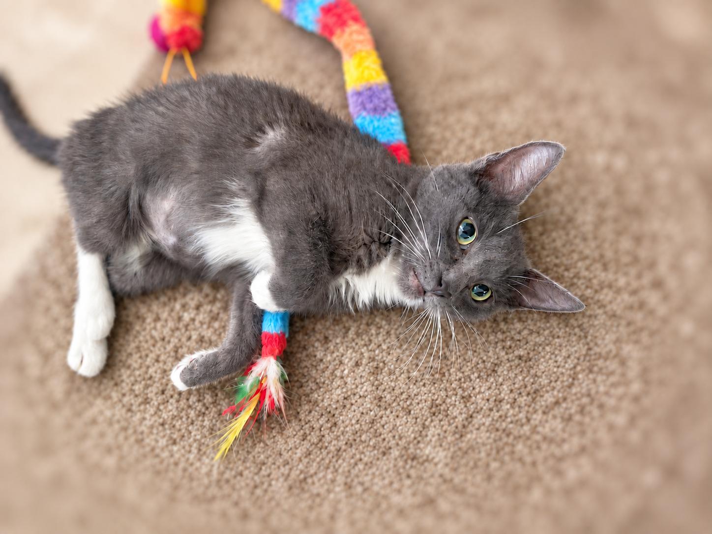 Tootsie, Adoptable, Kitten Female Domestic Medium Hair.