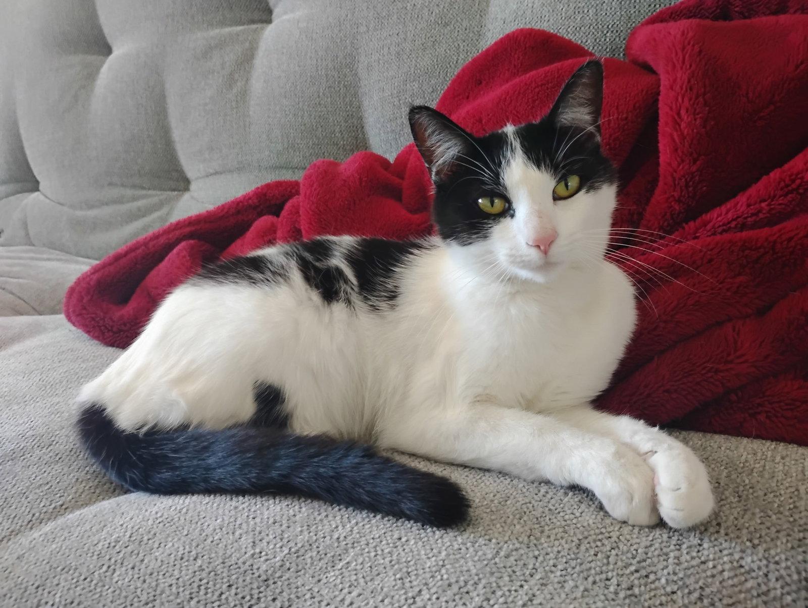 Enlarge Winnie, a Adoptable Domestic Short Hair in San Luis Obispo, CA image 1/1
