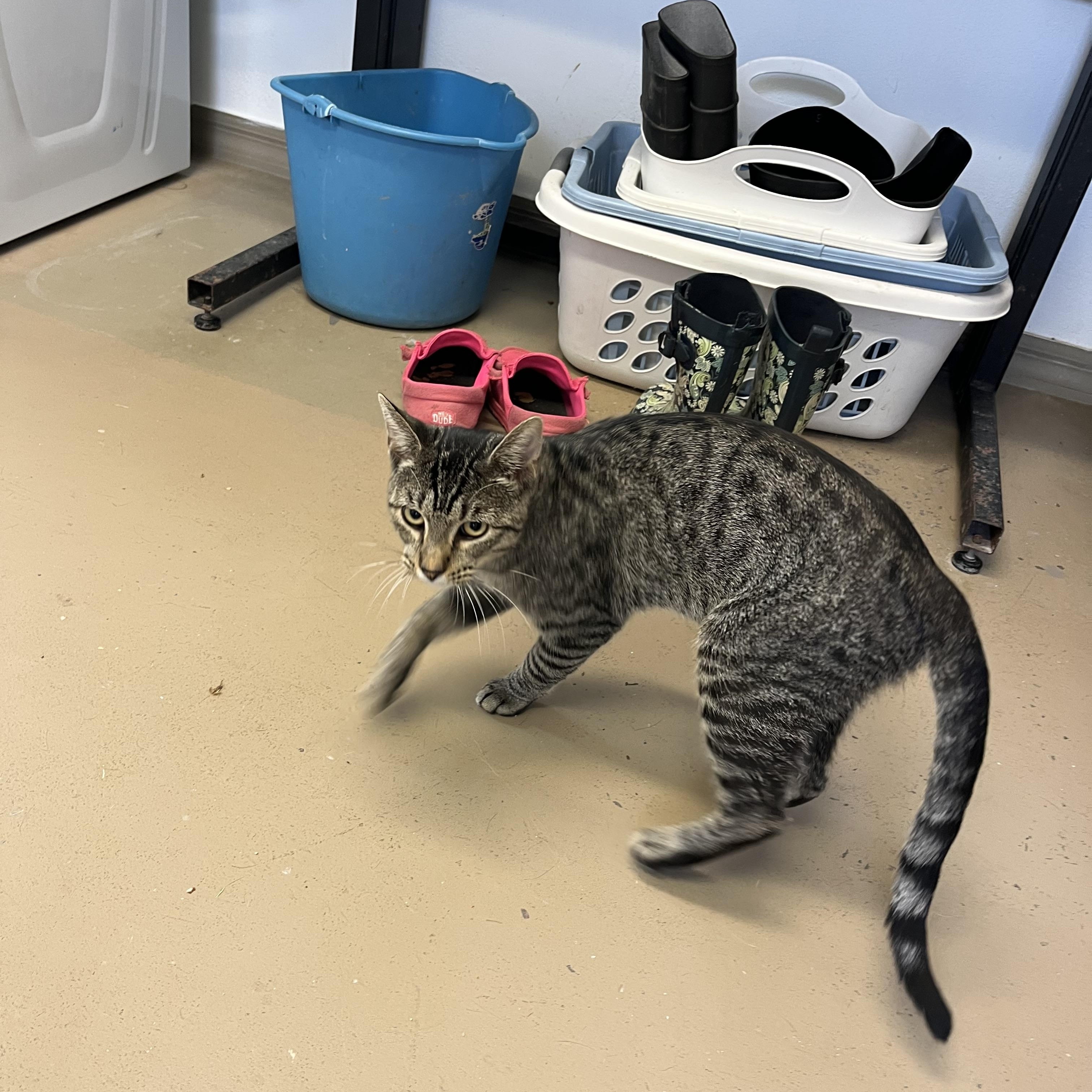 Enlarge Tiger, a Adoptable Tabby in Carthage, IL image 3/3