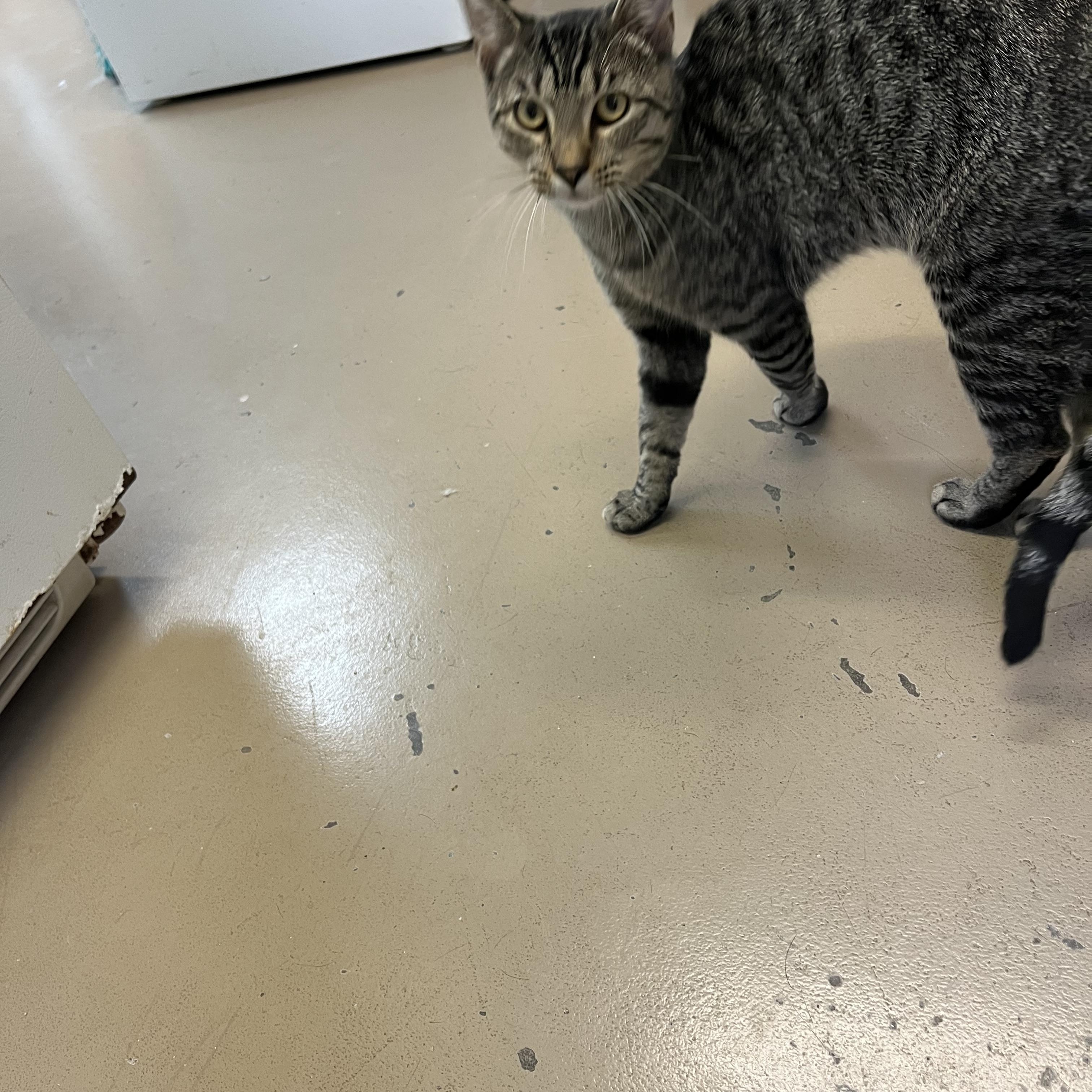 Enlarge Tiger, a Adoptable Tabby in Carthage, IL image 2/3