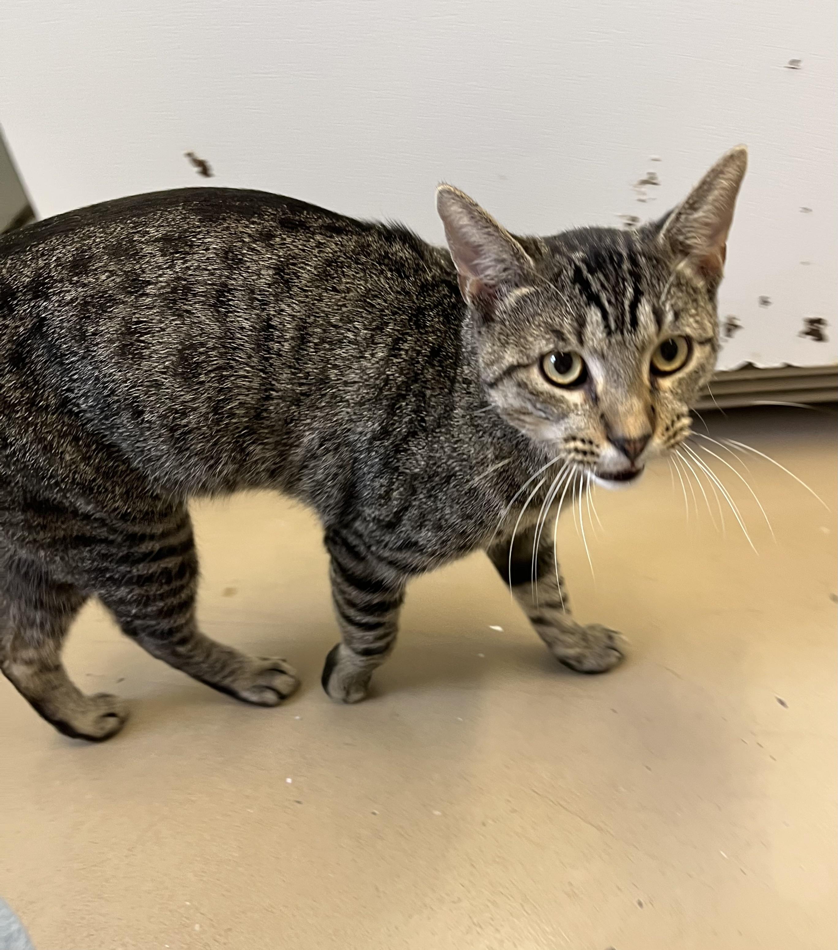 Tiger, Adoptable, Young Male Tabby.
