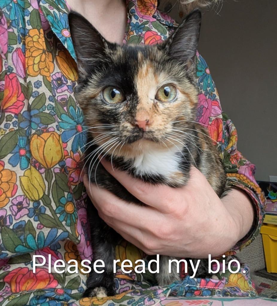 Enlarge Ivy, a Adoptable Calico in New Braunfels, TX image 1/2