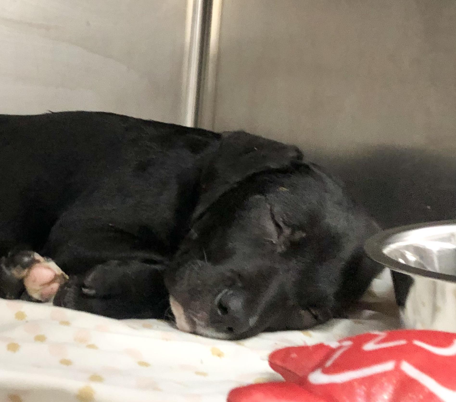 Hershey, adoptable, Puppy Male Labrador Retriever.