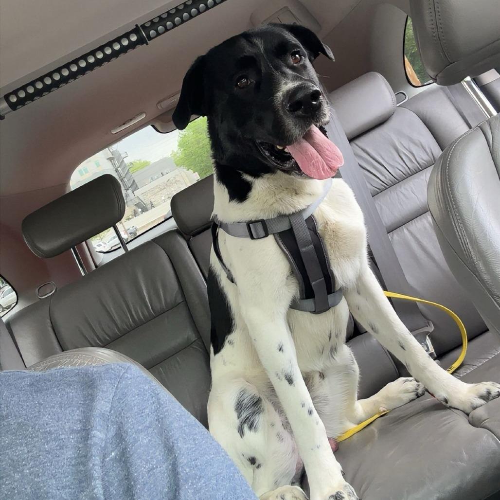 Rufus, Adoptable, Young Male Mixed Breed.