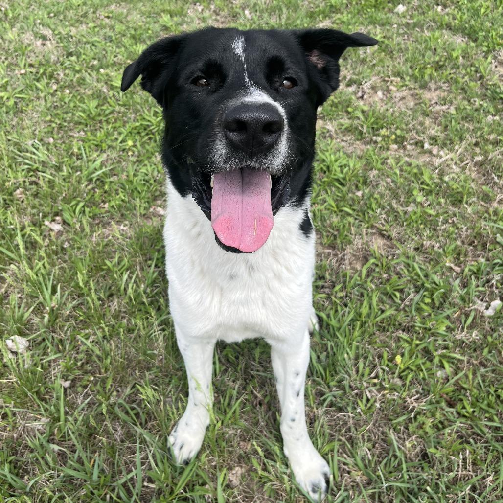 Enlarge Rufus, a Adoptable Mixed Breed in Manhattan, KS image 2/5