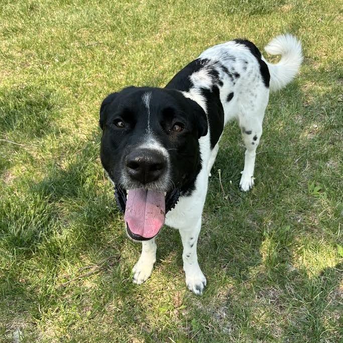 Enlarge Rufus, a Adoptable Mixed Breed in Manhattan, KS image 3/5
