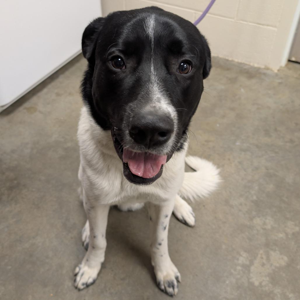Enlarge Rufus, a Adoptable Mixed Breed in Manhattan, KS image 4/5
