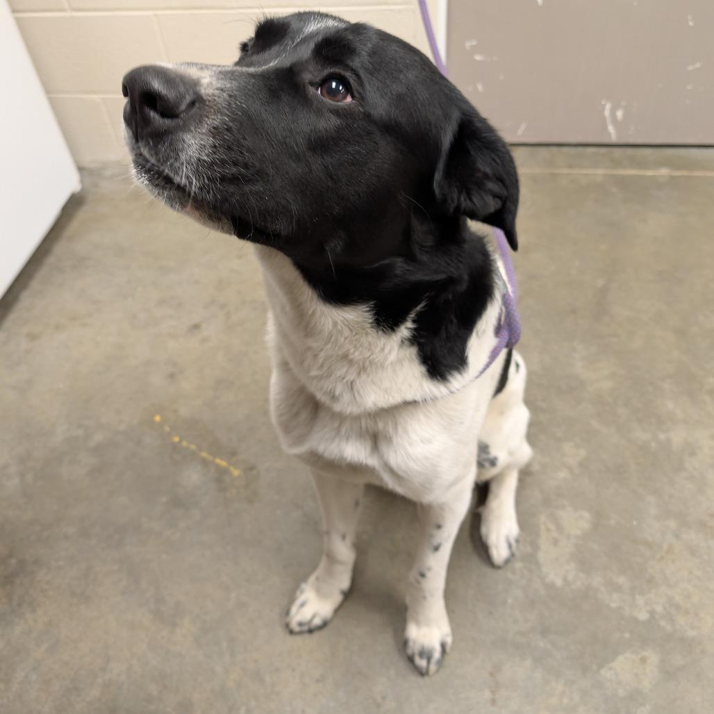 Enlarge Rufus, a Adoptable Mixed Breed in Manhattan, KS image 5/5