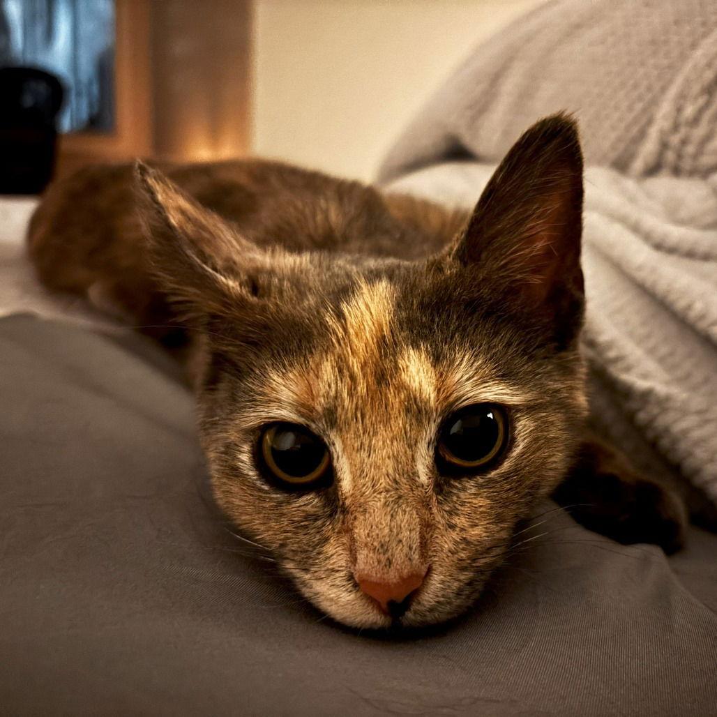 Enlarge Lily, a Adoptable Domestic Short Hair in Dallas, TX image 1/3