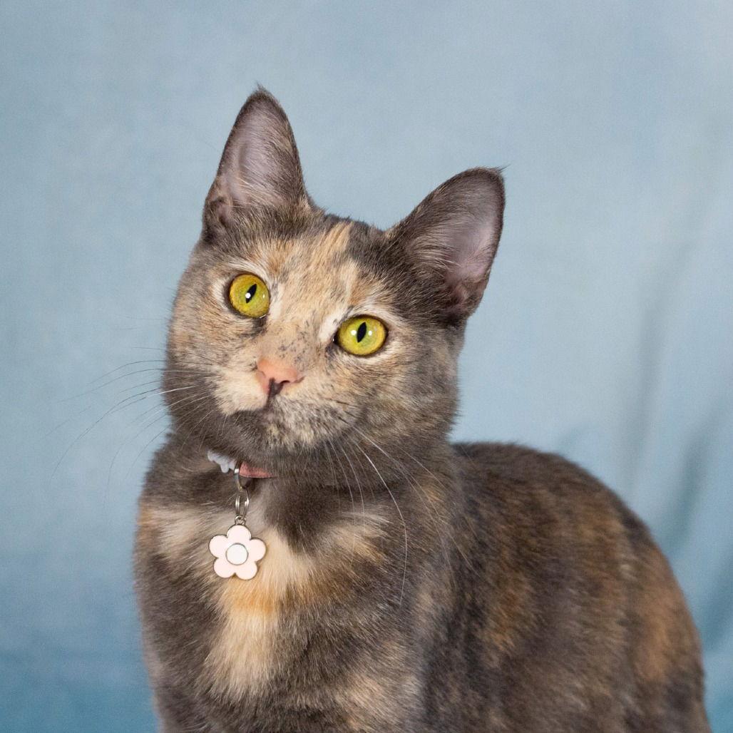 Enlarge Lily, a Adoptable Domestic Short Hair in Dallas, TX image 2/3