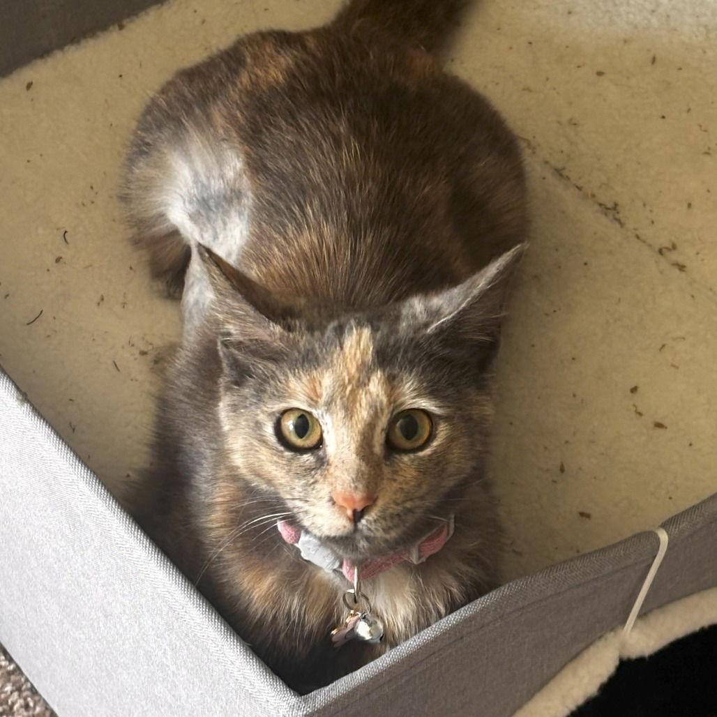 Lily — thumbnail 3