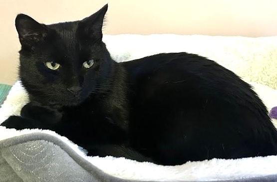 Ellington, Adult Male Domestic Short Hair