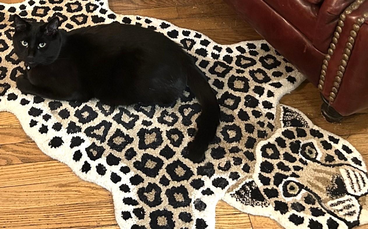 Ellington, a Adoptable Domestic Short Hair in Lansdowne, PA image 2/4