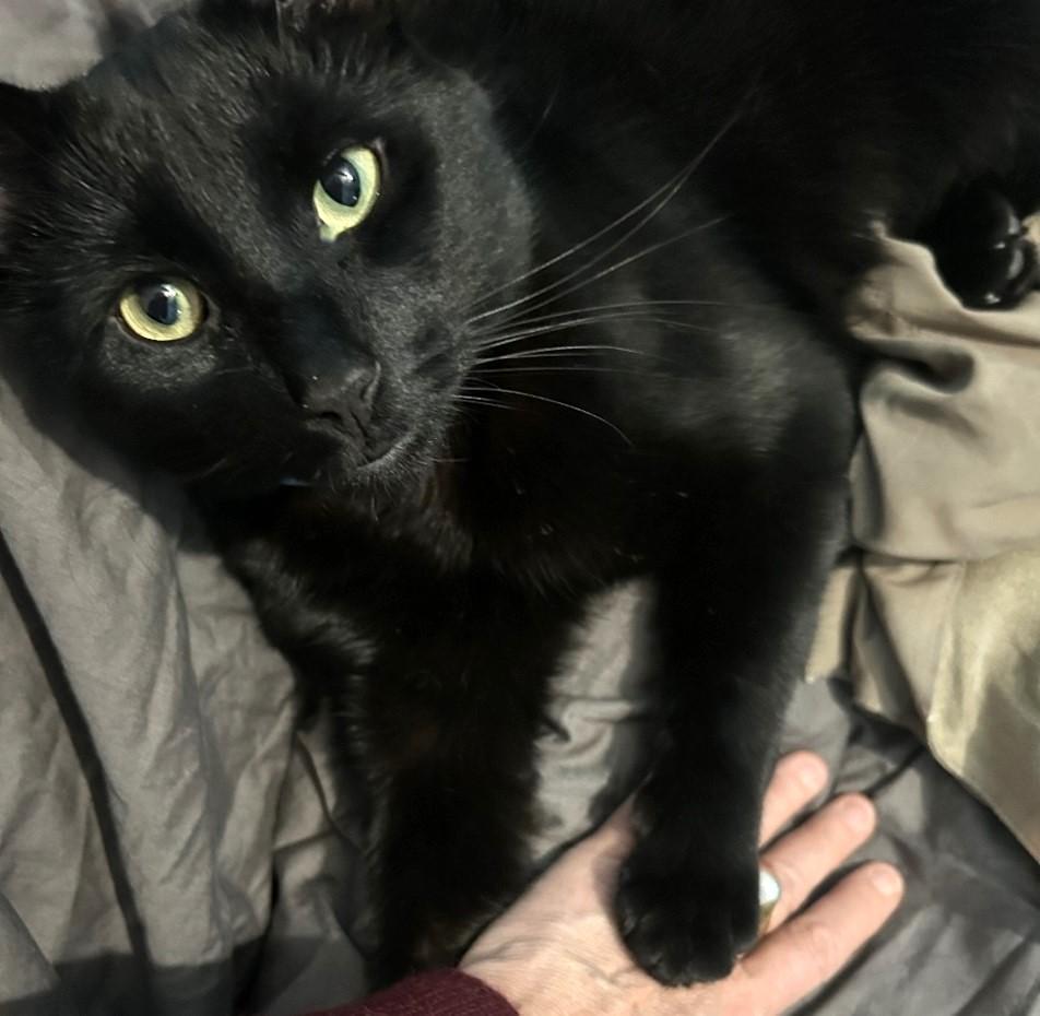 Ellington, a Adoptable Domestic Short Hair in Lansdowne, PA image 4/4