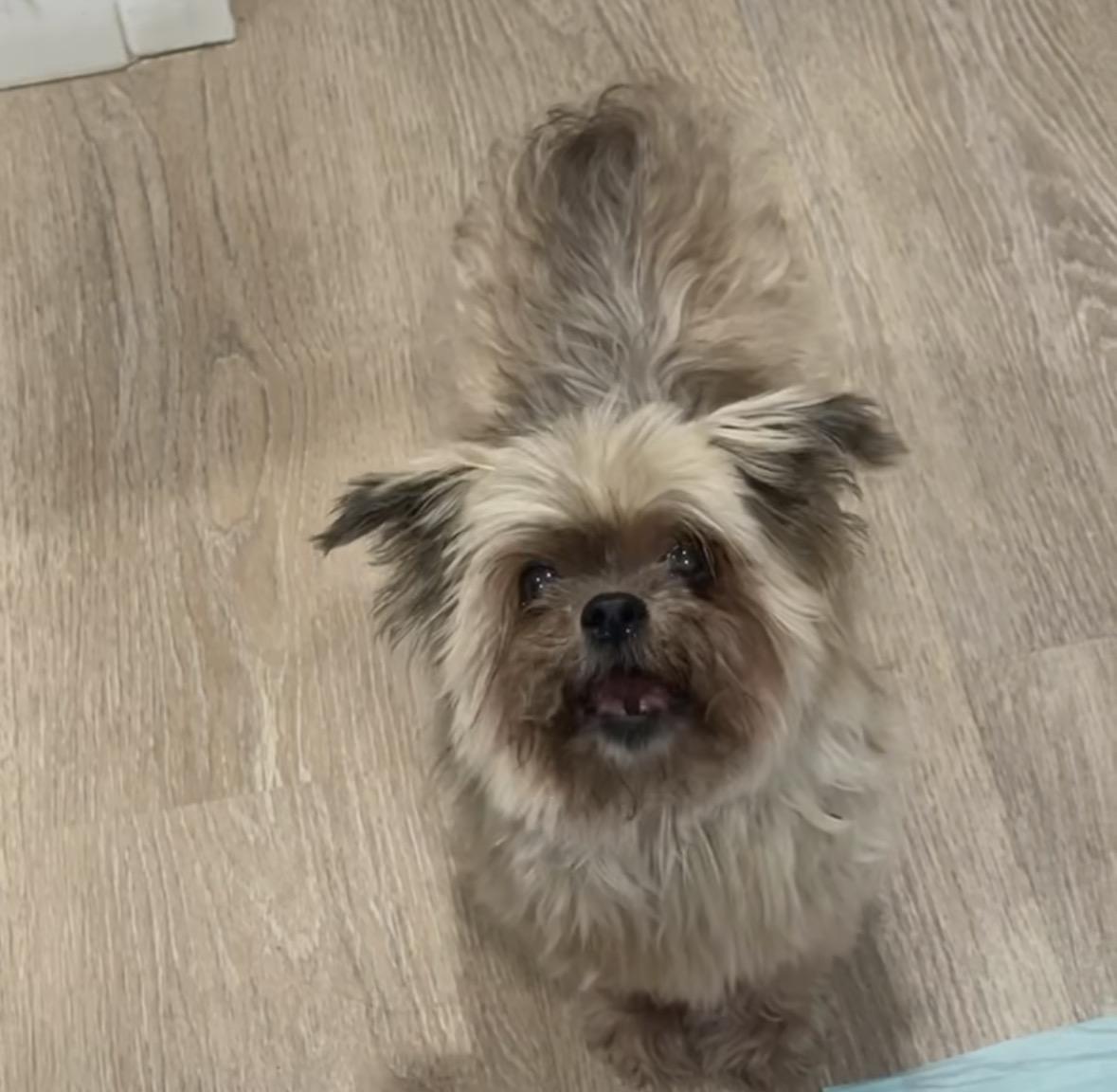 Cheewie , ADOPTABLE, Adult Female Yorkshire Terrier.