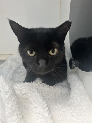 Tabitha, Adoptable, Young Female Domestic Short Hair & Domestic Short Hair.