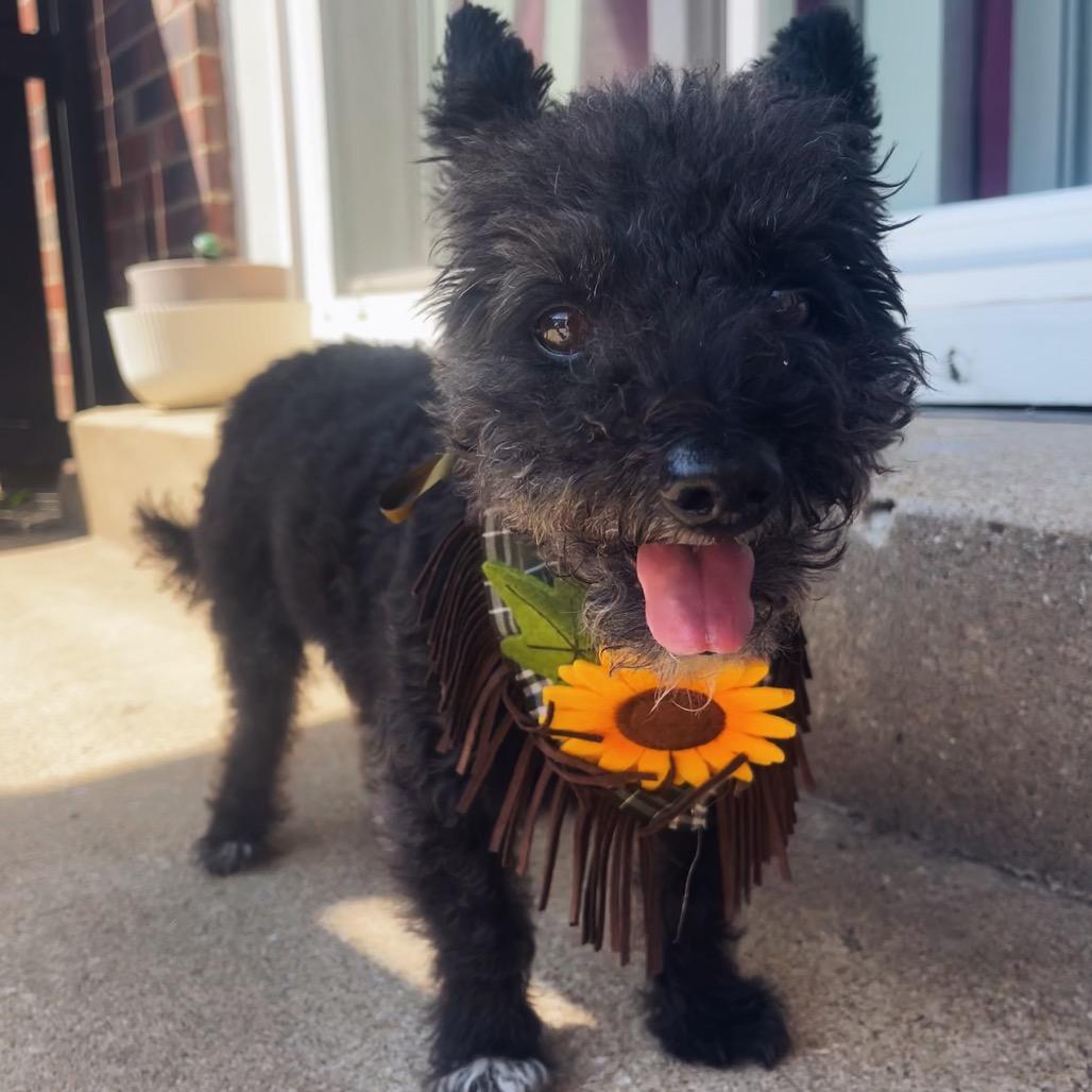 McGee, Adoptable, Senior Male Terrier & Mixed Breed.