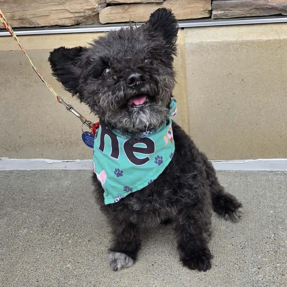 Enlarge McGee, a Adoptable mixed breed in Olathe, KS image 2/6