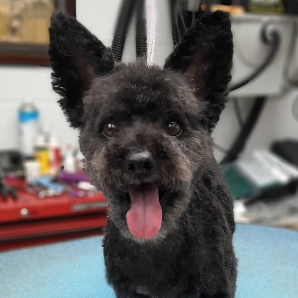 Enlarge McGee, a Adoptable mixed breed in Olathe, KS image 3/6