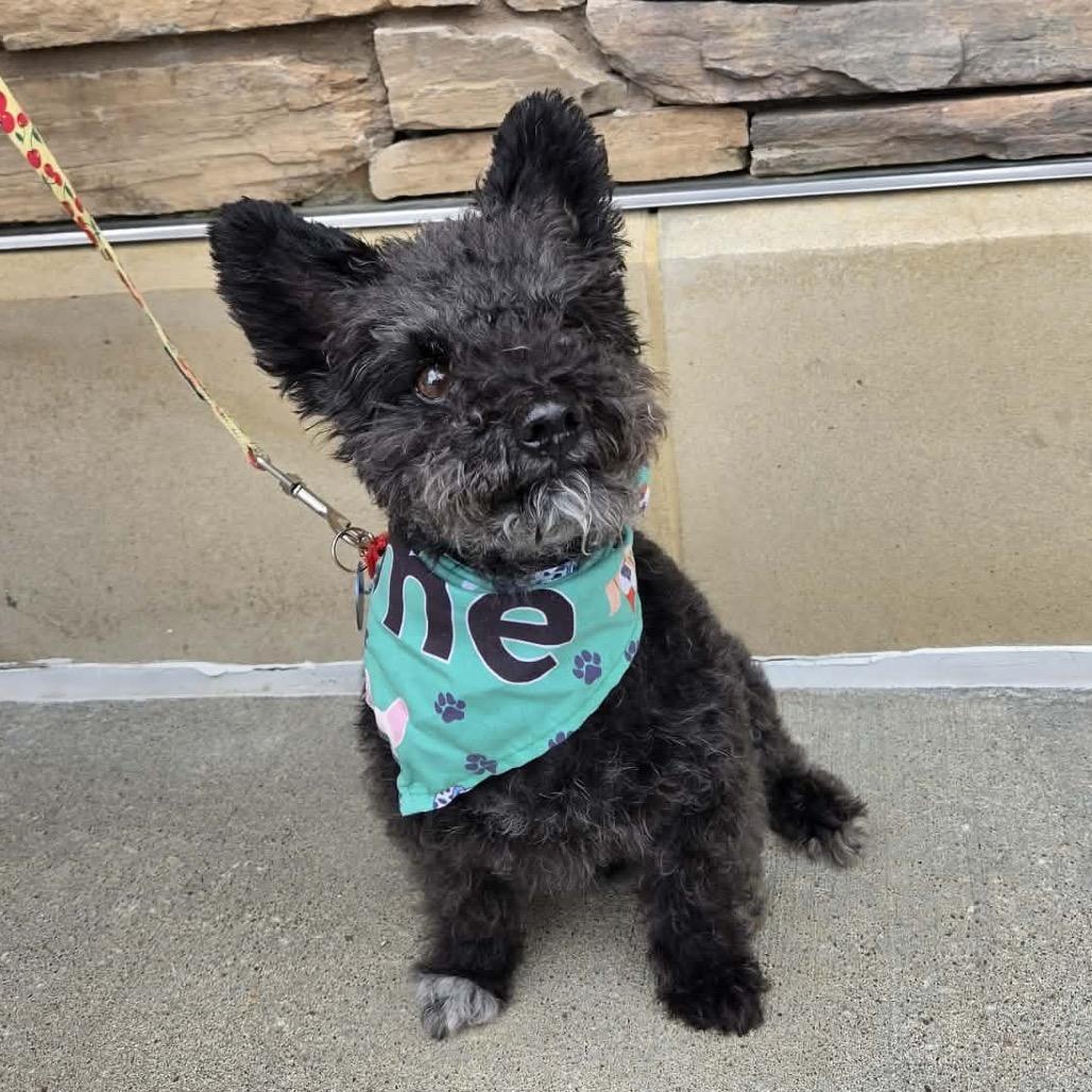 Enlarge McGee, a Adoptable mixed breed in Olathe, KS image 5/6
