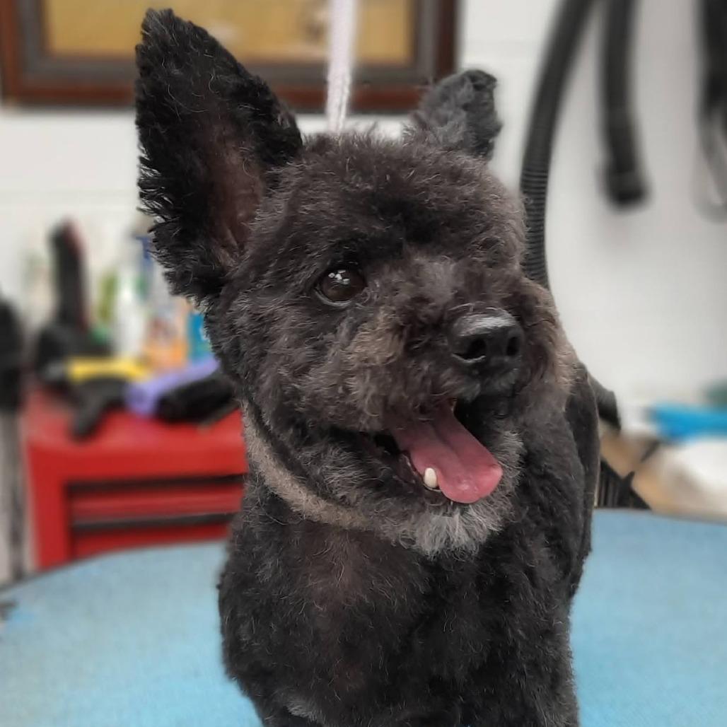 Enlarge McGee, a Adoptable mixed breed in Olathe, KS image 6/6