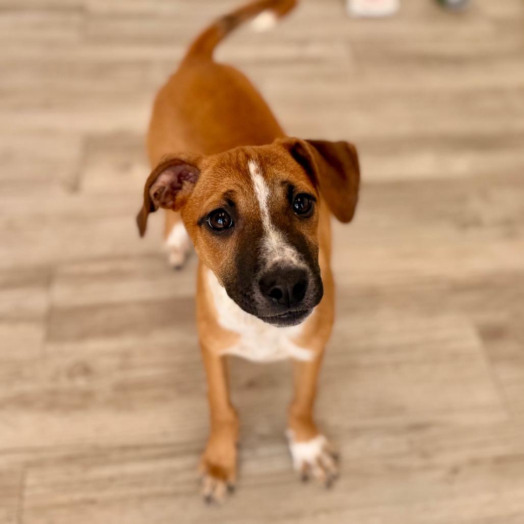 Shamrock, a Adoptable mixed breed in Green Bay, WI image 1/6