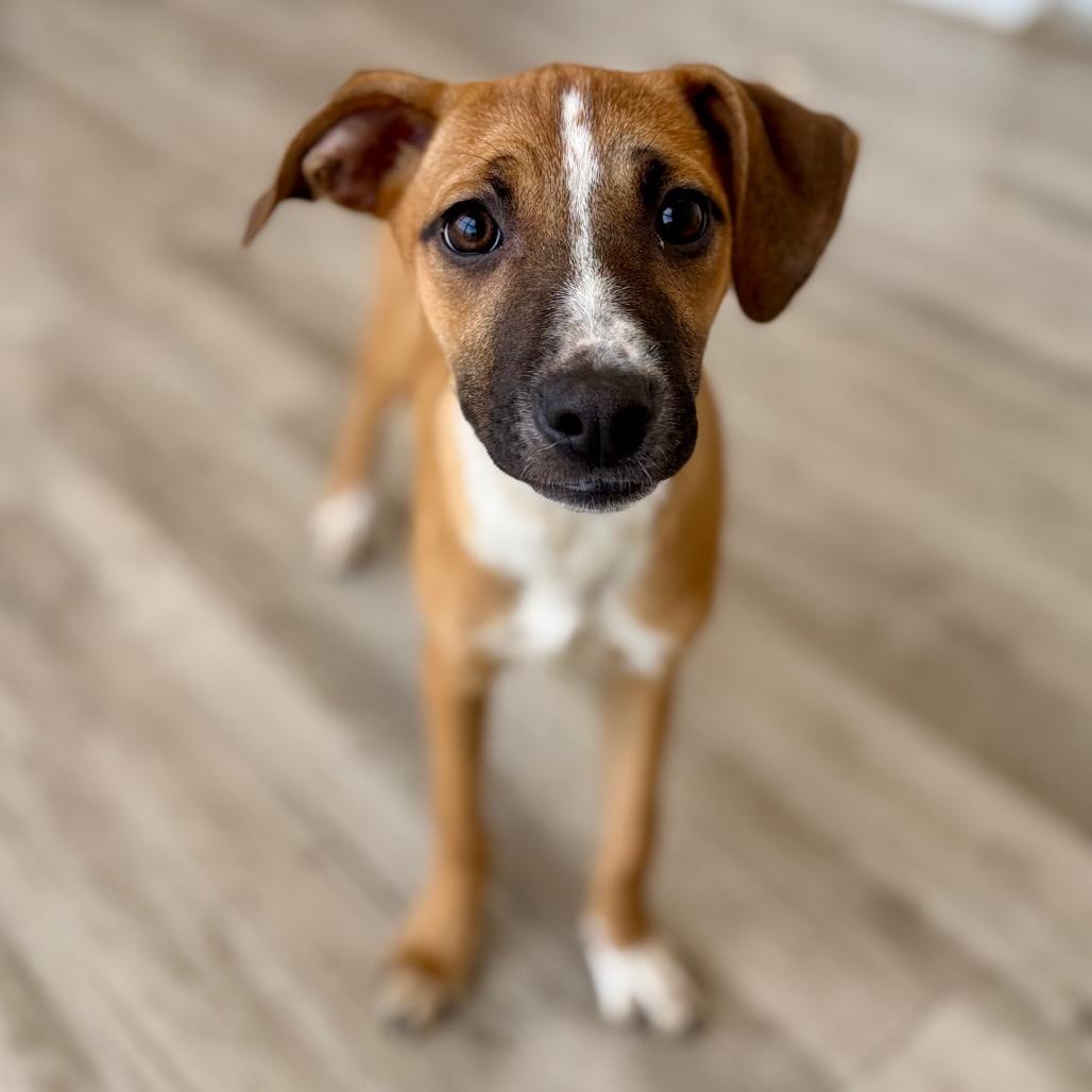 Shamrock, Adoptable, Puppy Female Shepherd & Mixed Breed.