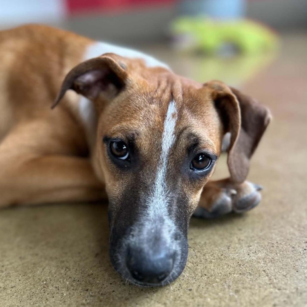 Shamrock, a Adoptable mixed breed in Green Bay, WI image 2/6