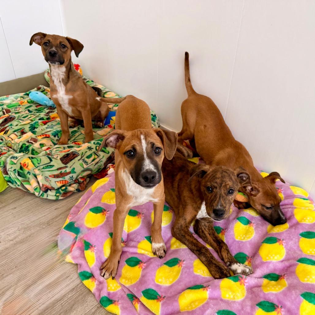 Shamrock, a Adoptable mixed breed in Green Bay, WI image 3/6