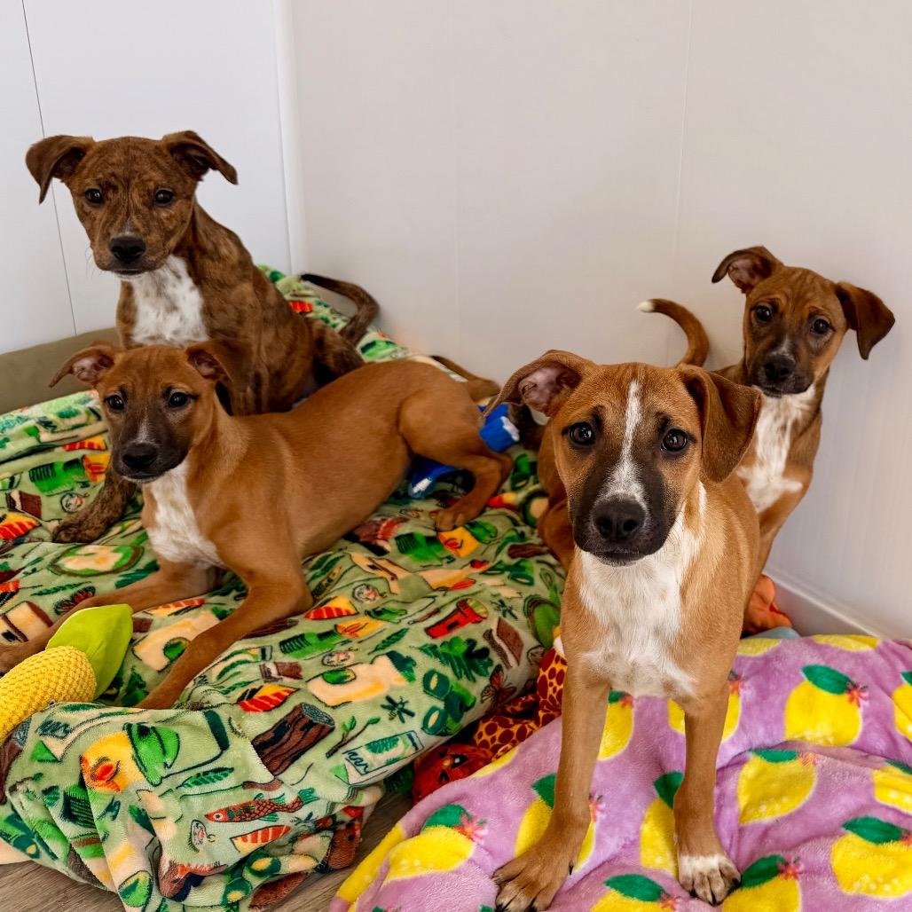 Shamrock, a Adoptable mixed breed in Green Bay, WI image 4/6