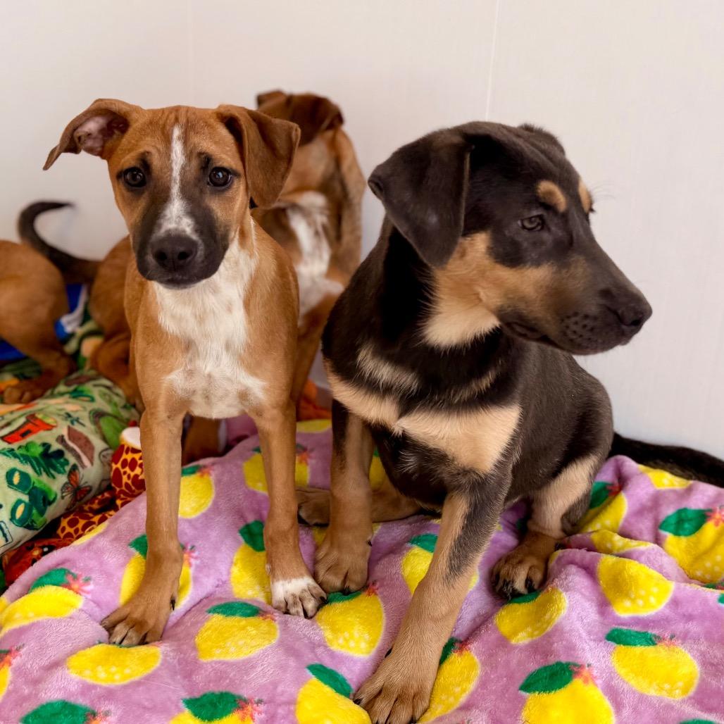 Shamrock, a Adoptable mixed breed in Green Bay, WI image 5/6