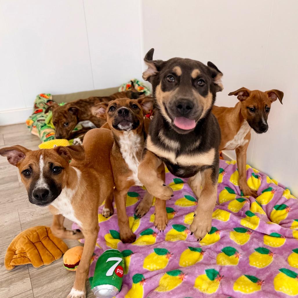 Shamrock, a Adoptable mixed breed in Green Bay, WI image 6/6