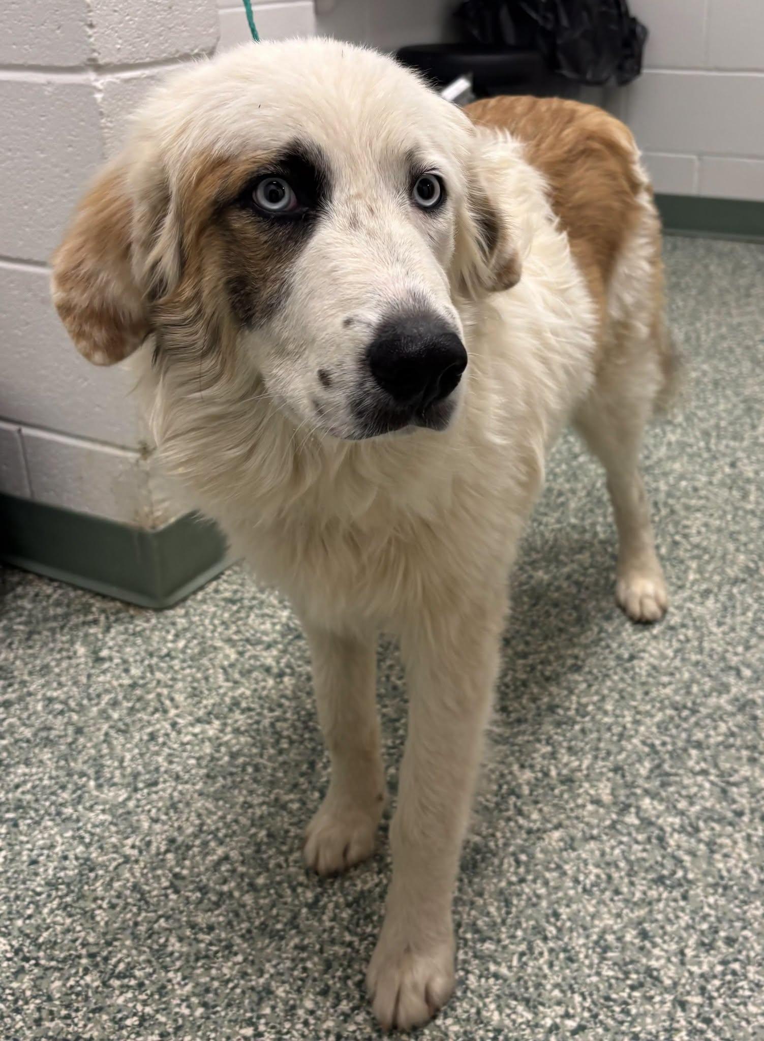 Teddy Bear, Adopted, Adult Male Australian Shepherd & Great Pyrenees.