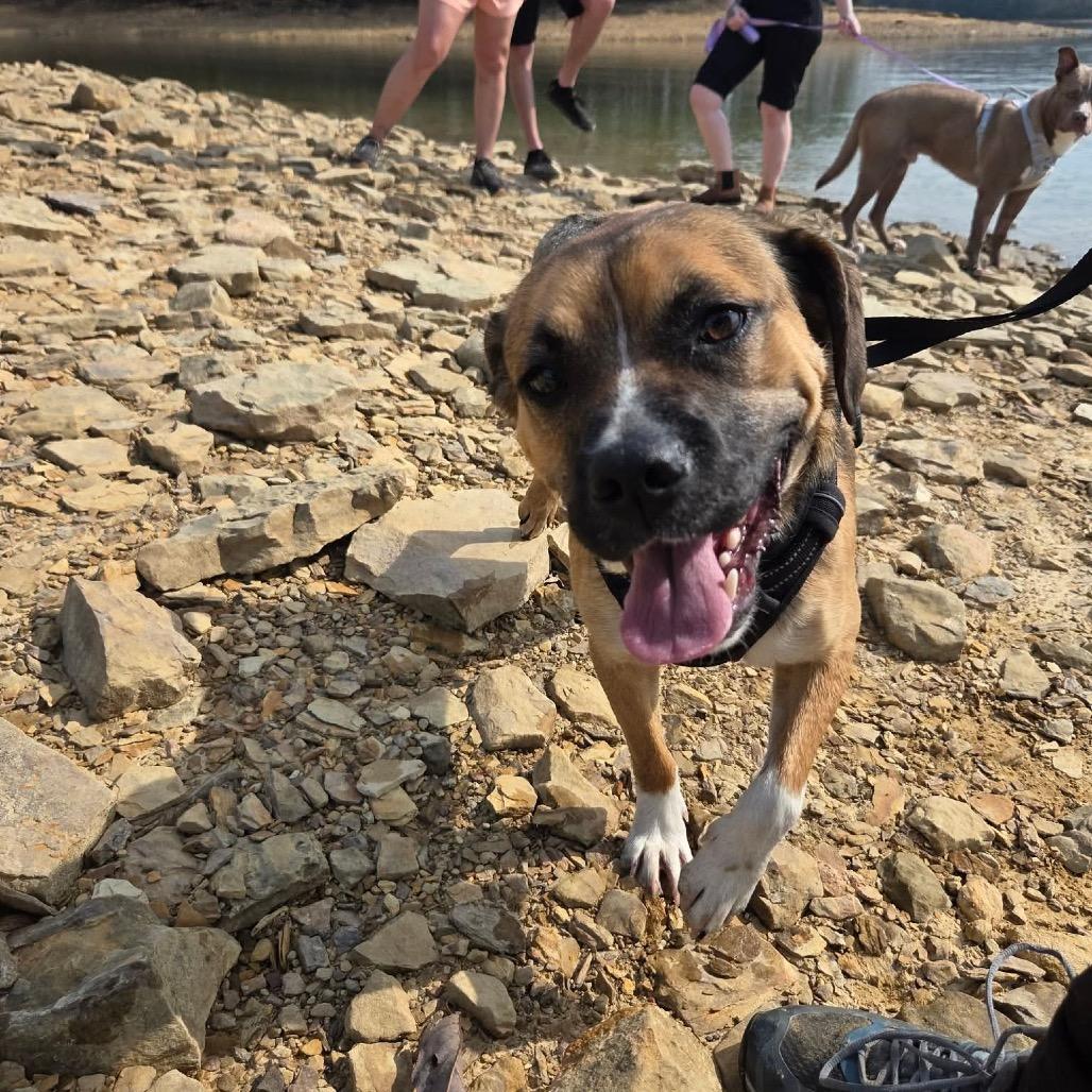 Enlarge Bradley, a Adoptable Mixed Breed in Corbin, KY image 2/6